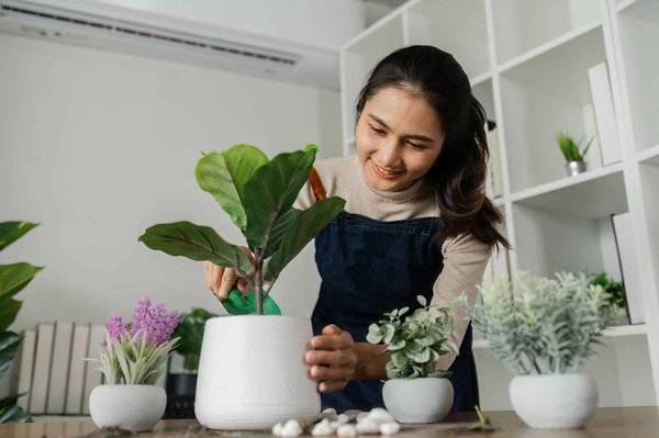 Quelles sont les plantes d'ombre pour rebords de fenêtre dans une ruelle étroite ?